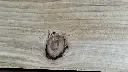 WOODROX_natur_ast.webp