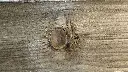 WOODROX_braun_ast.webp