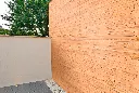 siberian-larch-.webp